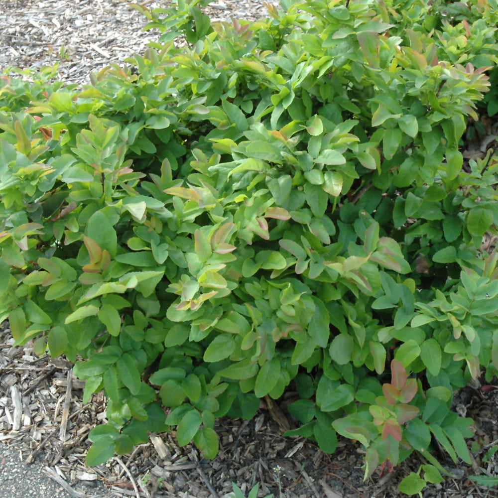 MAHONIA CREEPING