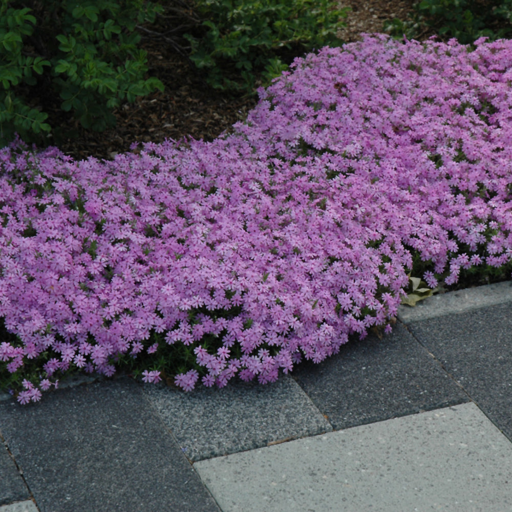 PHLOX FORT HILL