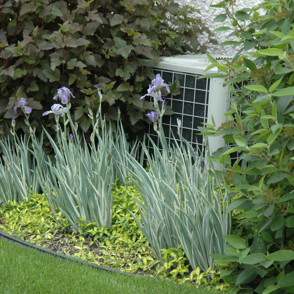 IRIS ALBO VARIEGATA