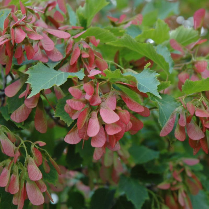 MAPLE FLAME AMUR