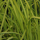 CAREX AUREA