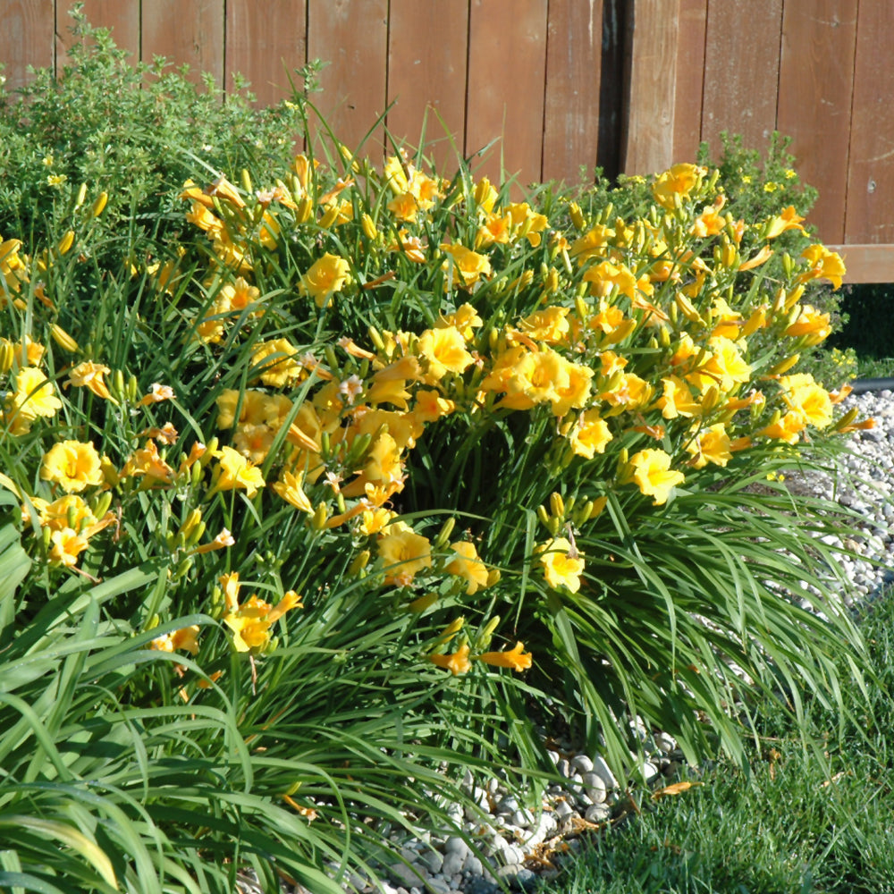 HEMEROCALLIS STELLA DE ORO – Knippel Garden Centre