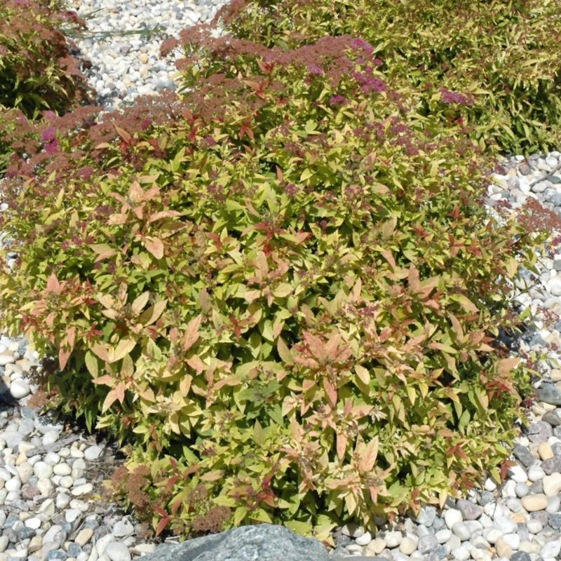 SPIREA FLAMING MOUND
