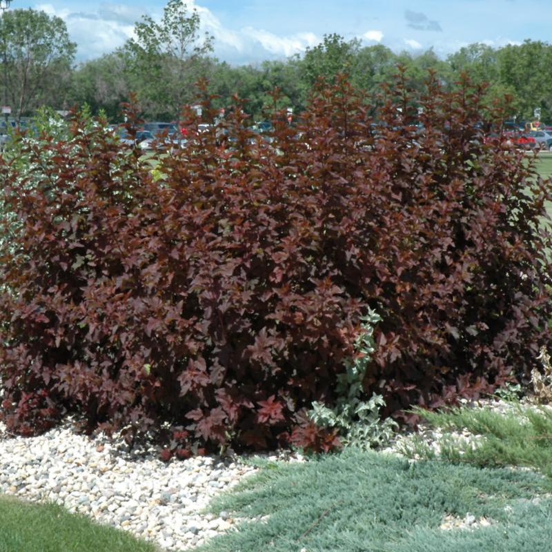 NINEBARK DIABLO