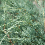 JUNIPER MOONGLOW