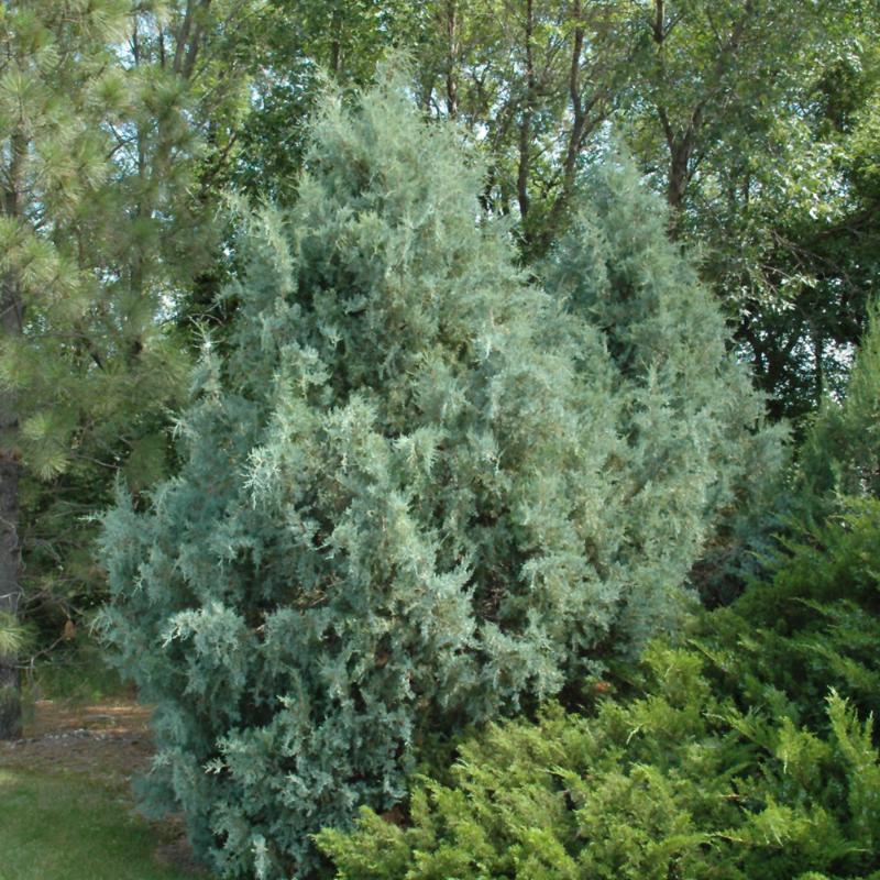 JUNIPER WICHITA BLUE