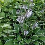 HOSTA MONTANA AUREOMARGINATA