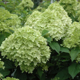 HYDRANGEA LIMELIGHT PRIME