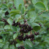 CHOKEBERRY NERO BLACK