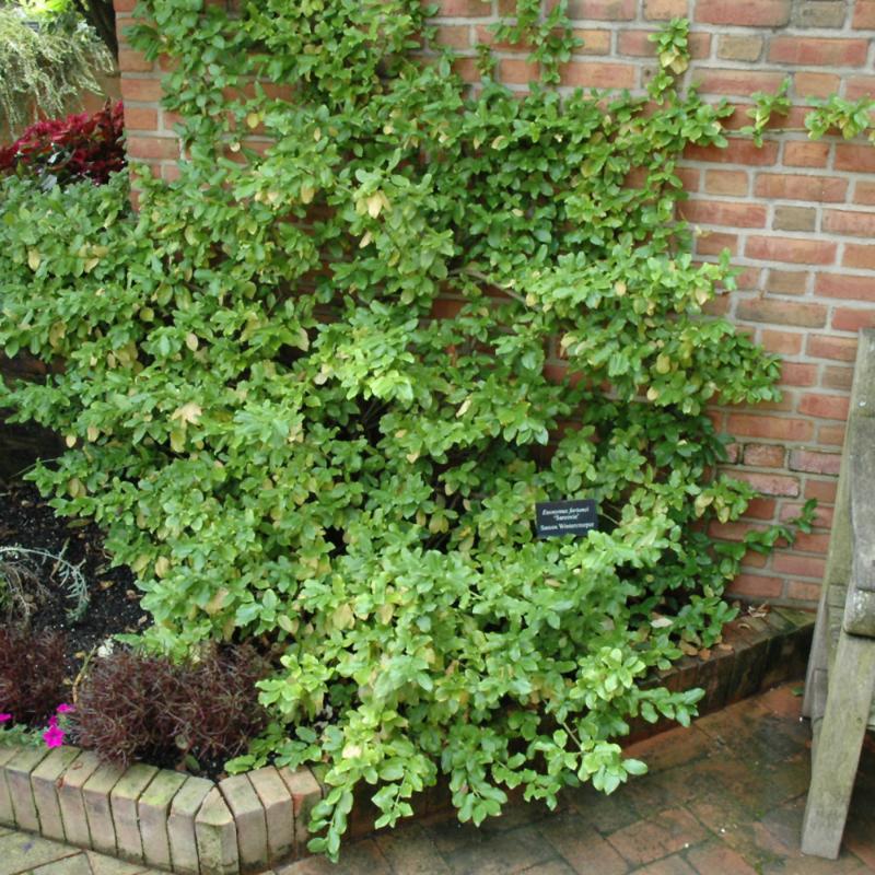 EUONYMUS SARCOXIE