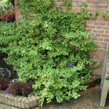 EUONYMUS SARCOXIE