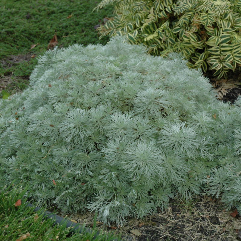 ARTEMISIA SILVER MOUND