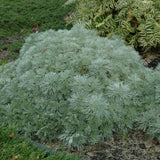 ARTEMISIA SILVER MOUND
