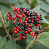 VIBURNUM MOHICAN