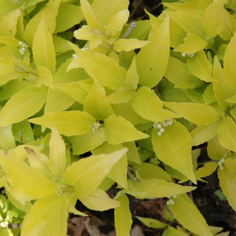 DEUTZIA CHARDONNAY PEARLS