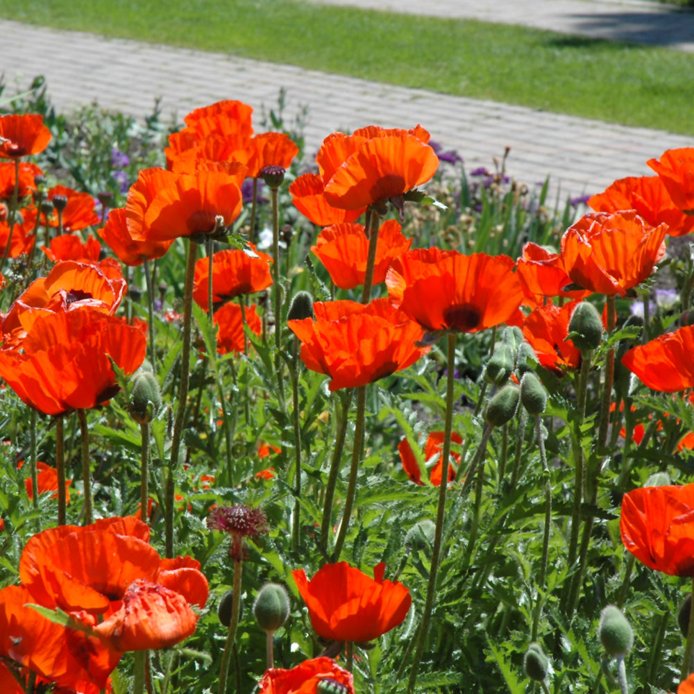 PAPAVER BRILLIANT – Knippel Garden Centre