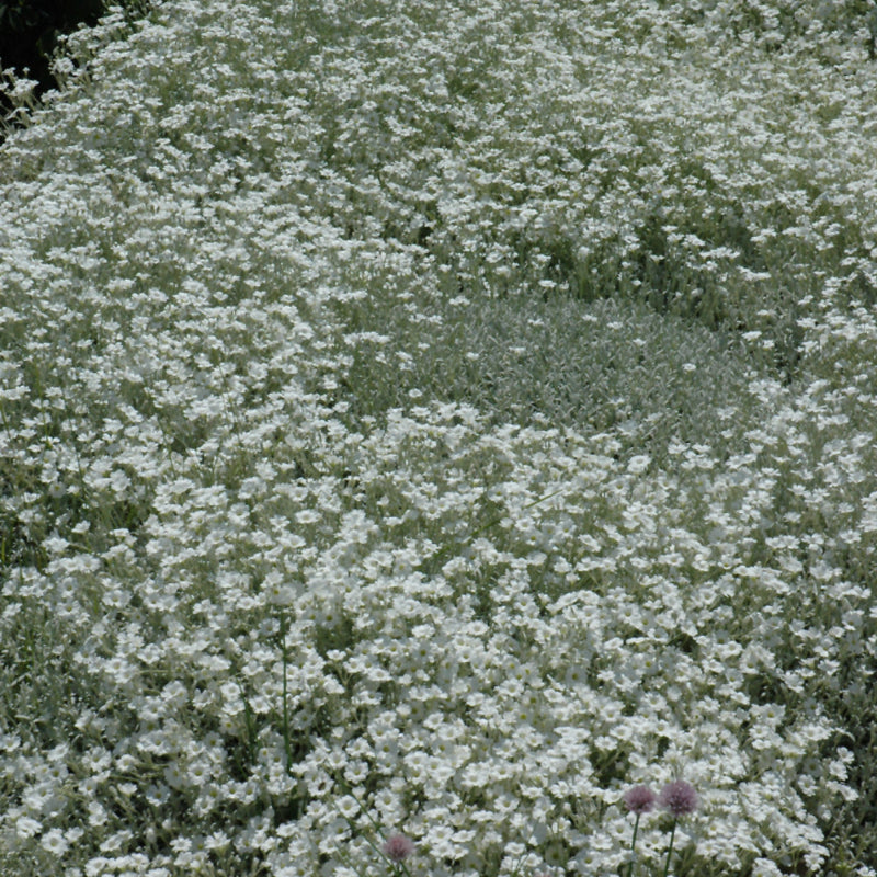 CERASTIUM TOMENTOSUM