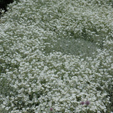 CERASTIUM TOMENTOSUM