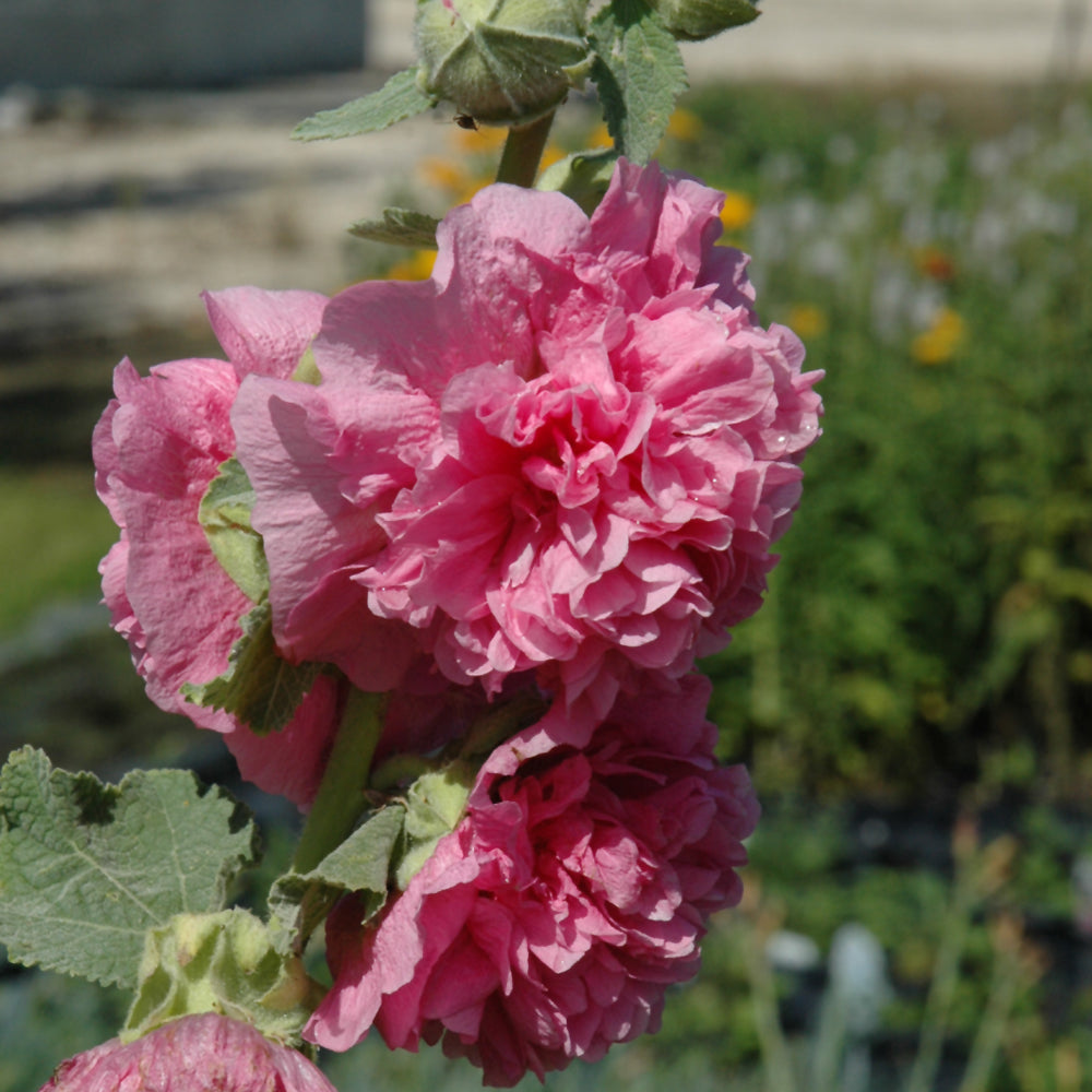 ALCEA CHATER'S DOUBLE PINK