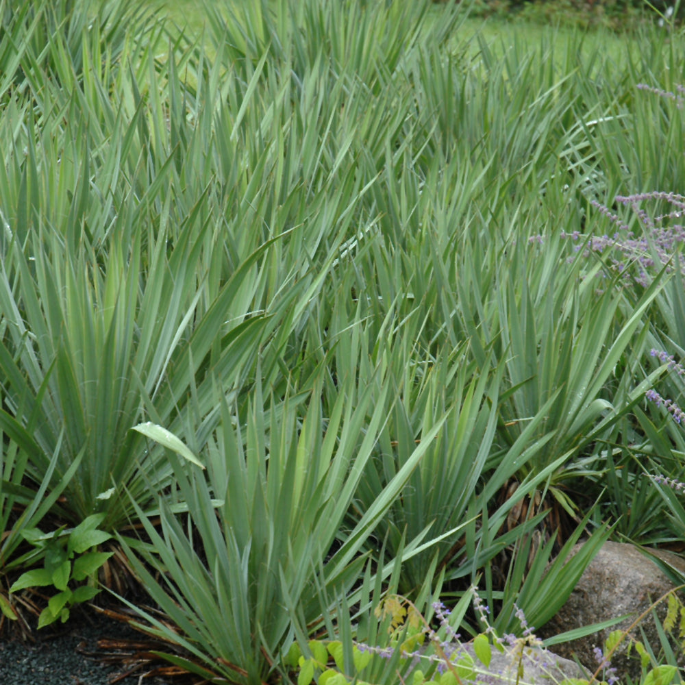 YUCCA FILAMENTOSA