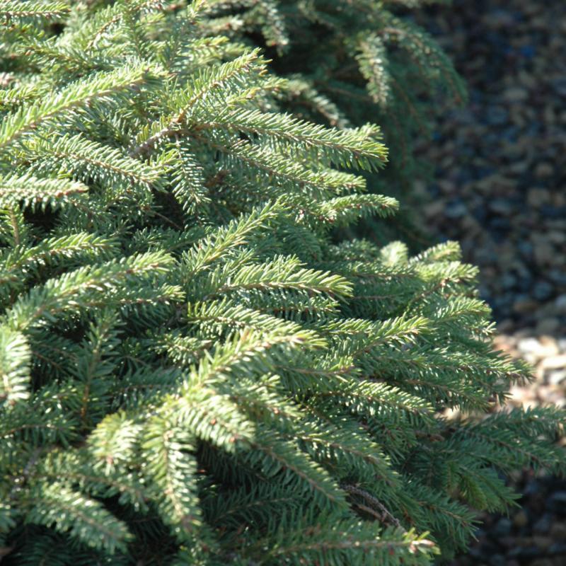 SPRUCE NORWAY DWARF ELEGANS – Knippel Garden Centre