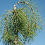 PINE ANGEL FALLS