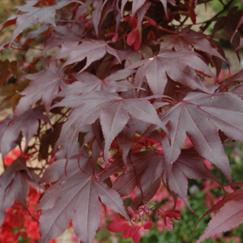 BLOODGOOD JAPANESE MAPLE – Knippel Garden Centre