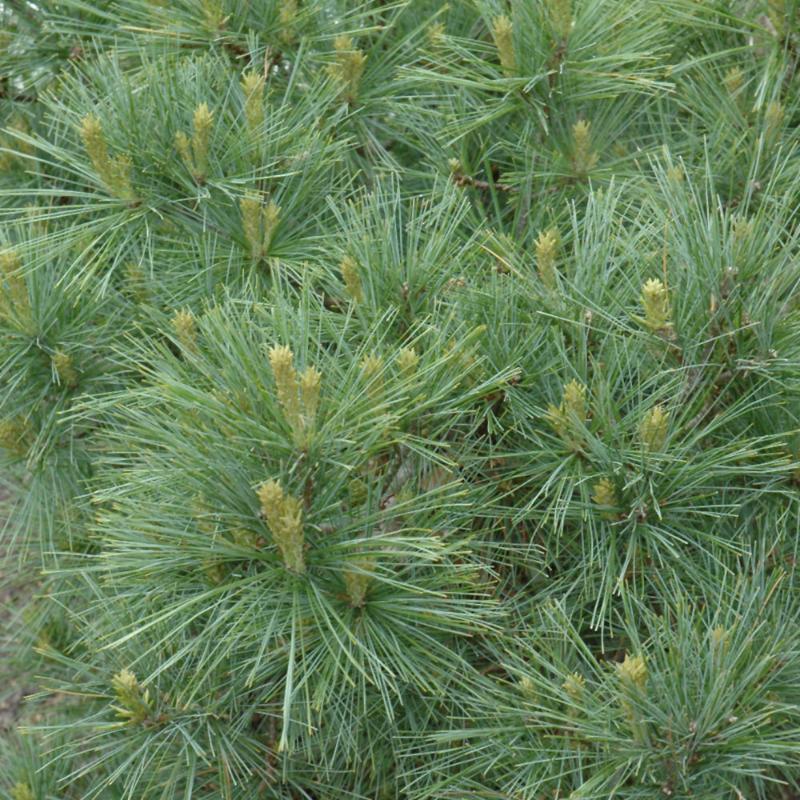 PINE BLUE SHAG