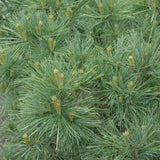 PINE BLUE SHAG