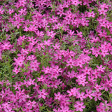 PHLOX CRIMSON BEAUTY