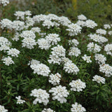 IBERIS PURITY