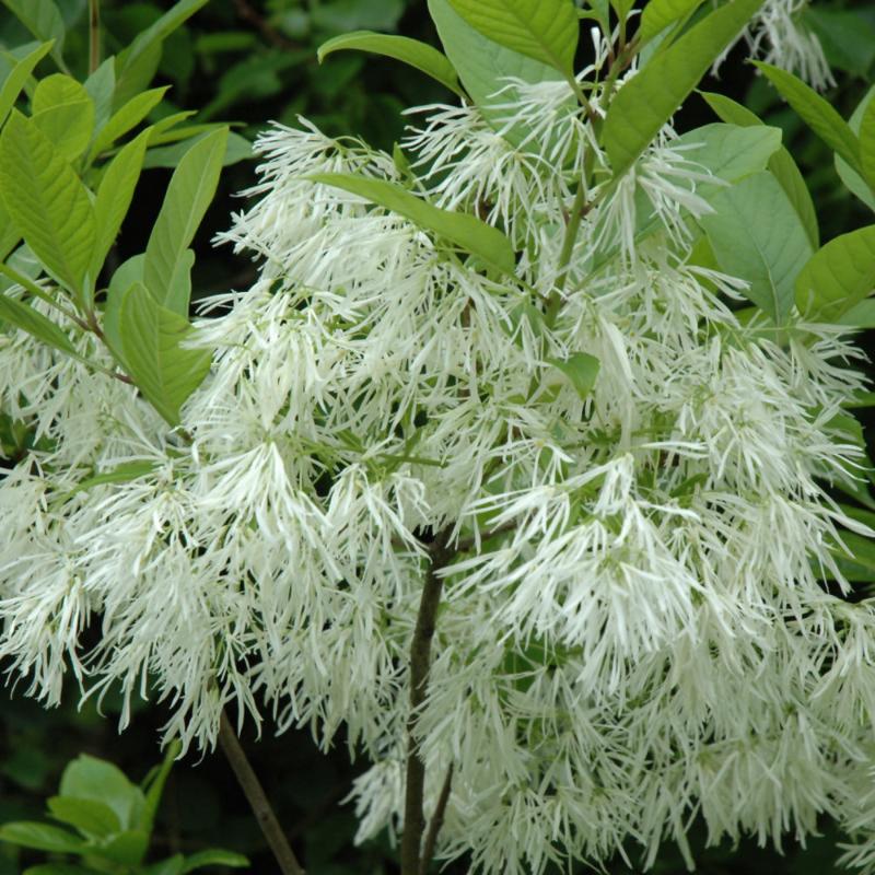 FRINGE TREE