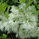 FRINGE TREE