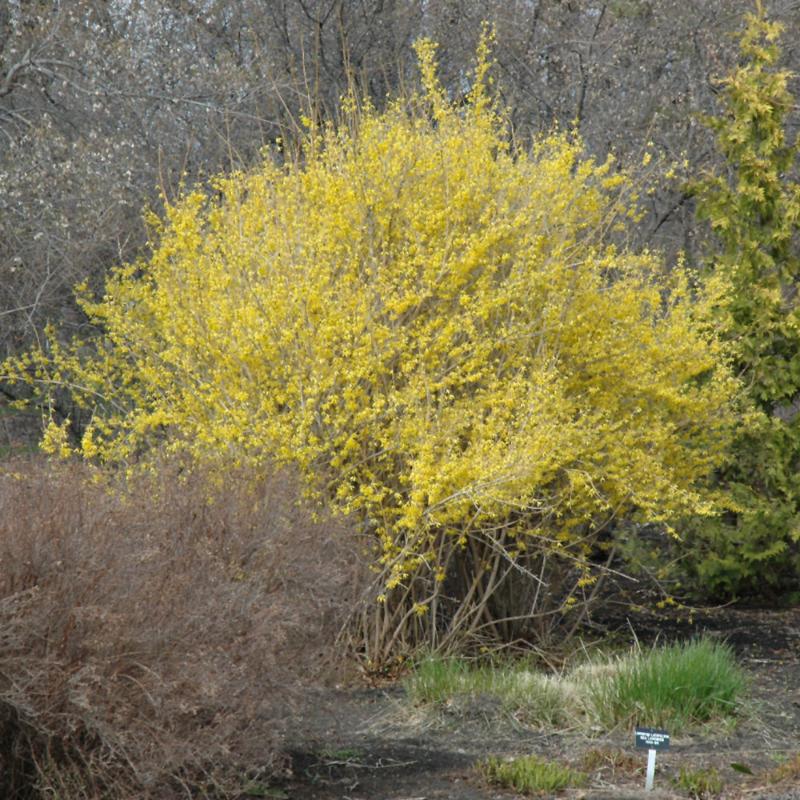 FORSYTHIA NORTHERN GOLD
