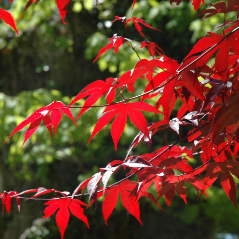 JAPANESE MAPLE EMPEROR ONE – Knippel Garden Centre