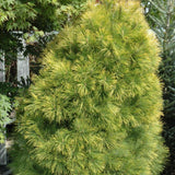 PINE LOUIE WHITE