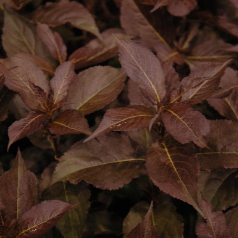 WEIGELA SHINING SENSATION