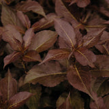 WEIGELA SHINING SENSATION
