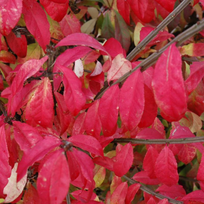 BURNING BUSH FIRE BALL