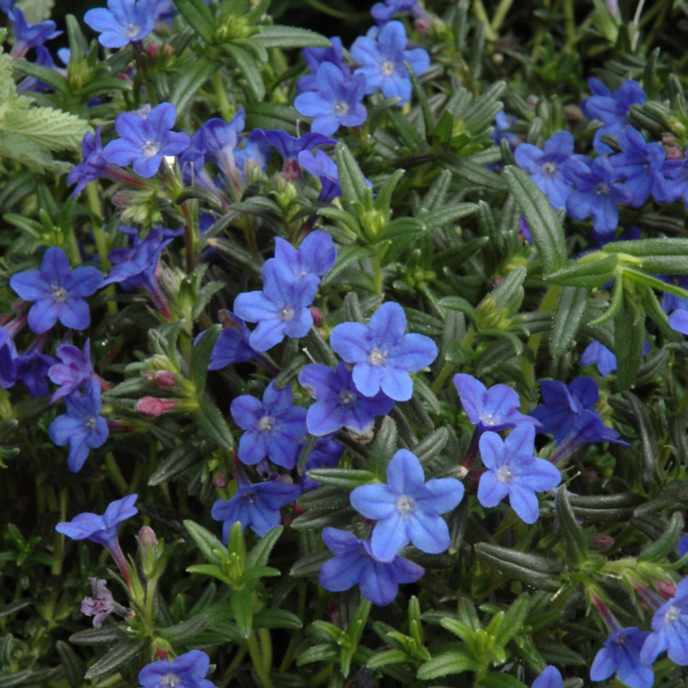 LITHODORA GRACE WARD