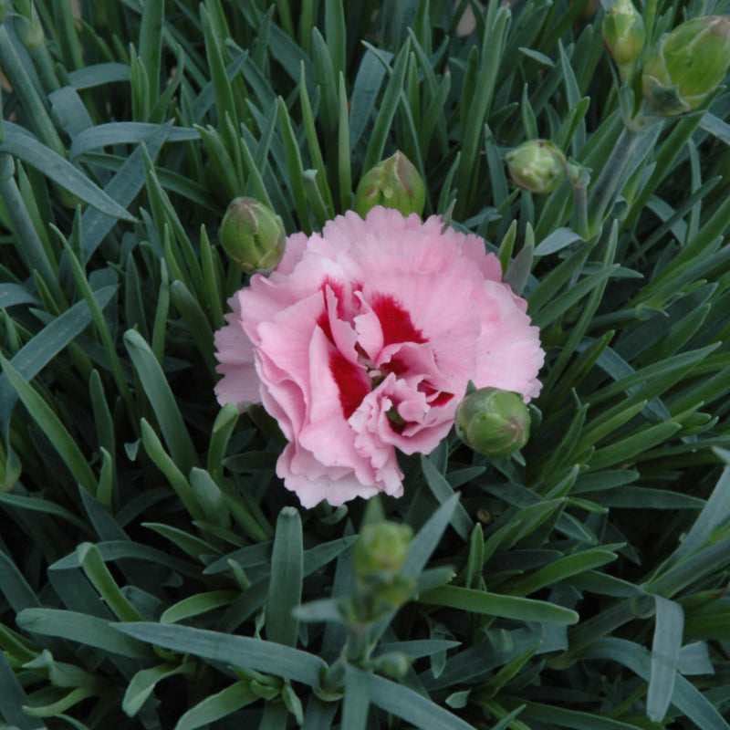 DIANTHUS RASPBERRY SURPRISE
