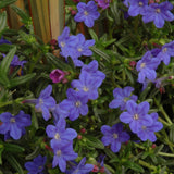 LITHODORA GRACE WARD
