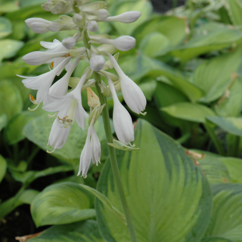 HOSTA PARADIGM