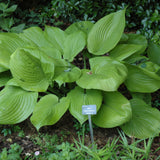 HOSTA SUM & SUBSTANCE