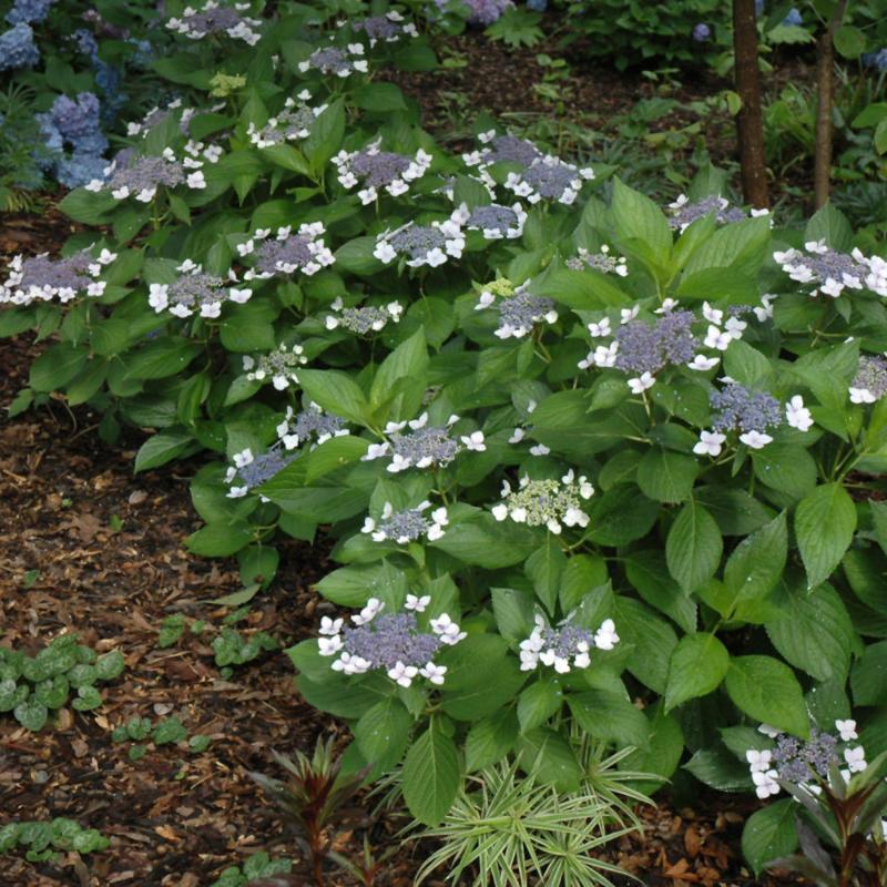 HYDRANGEA TWIST&SHOUT – Knippel Garden Centre