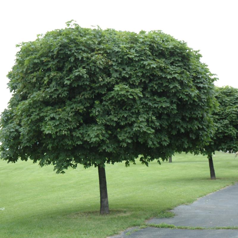 MAPLE GLOBE