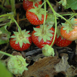 FRAGARIA VIRGINIANA