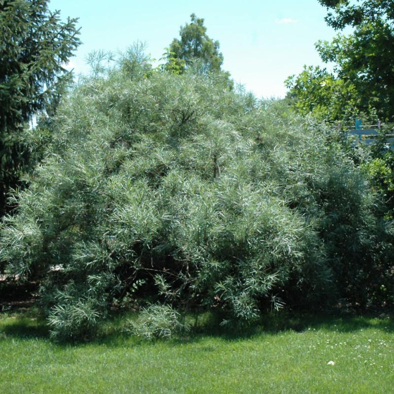BUCKTHORN SEA