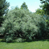 BUCKTHORN SEA
