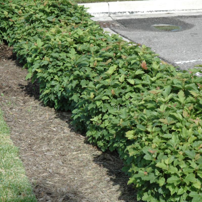 CRANBERRY DWARF EUROPEAN